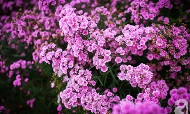 Đẹp chẳng kém oải hương Lào Cai, thạch thảo tím ở Hà Nội cũng đủ làm bạn ngất ngây